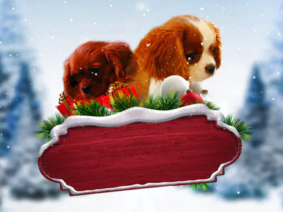 Quà Giáng Sinh Bất Ngờ
