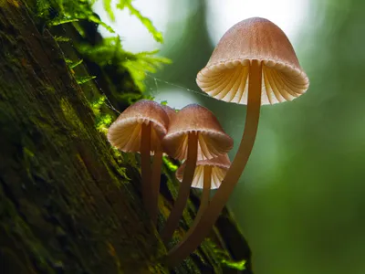 Sự Kỳ Diệu Của Nấm