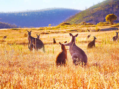 Thung Lũng Kangaroo